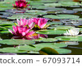 Water lilies in Hokkaido 67093714