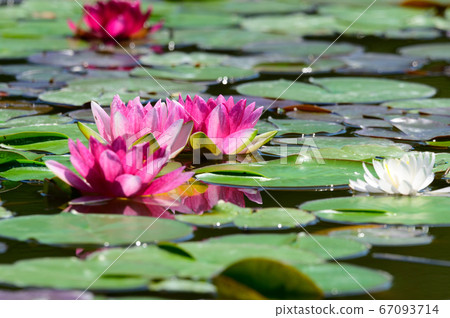 Water lilies in Hokkaido 67093714