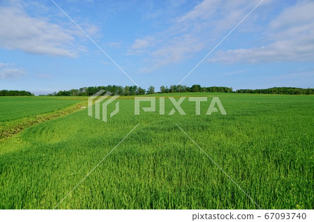 沒有向日葵的北龍町向日葵村 67093740