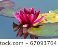 Water lilies in Hokkaido 67093764