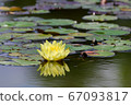 Water lilies in Hokkaido 67093817