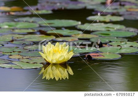 Water lilies in Hokkaido 67093817
