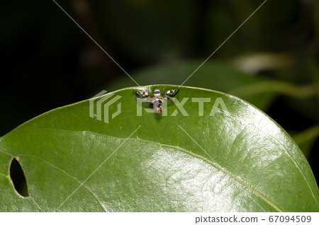 Mitsuboshi HAMADARA fruit fly 67094509