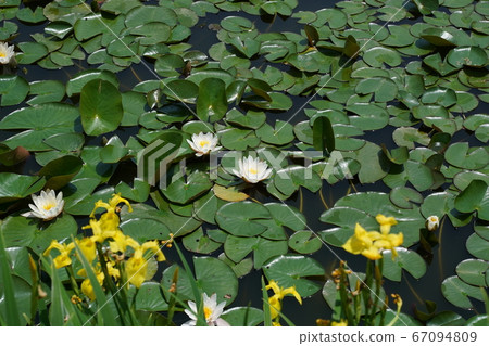 黃蓮花 黃蓮花 67094809