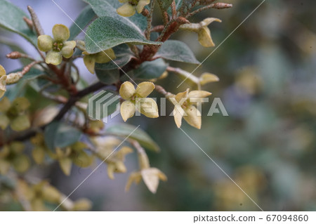 菩提樹花 菩提樹花 67094860