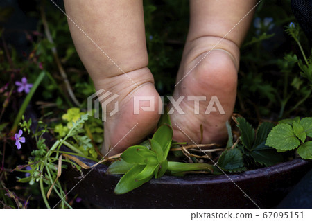 Baby's barefoot, soles and green plant growing in a flowerpot 67095151