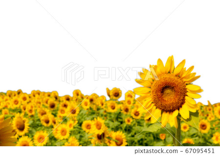 Sunflower field color half Sunflower field color half 67095451