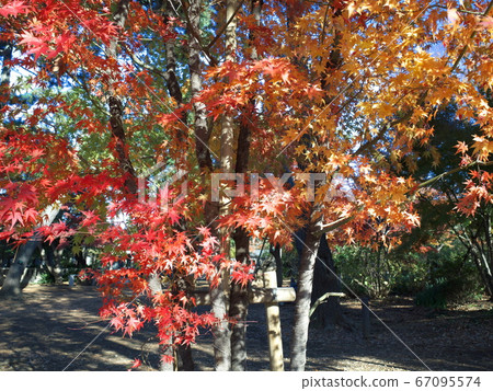 Autumn leaves at Senzokuike Park 67095574