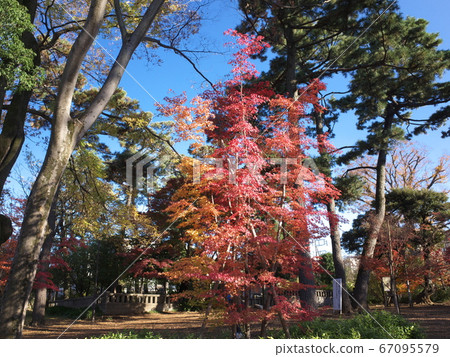 Autumn leaves at Senzokuike Park 67095579