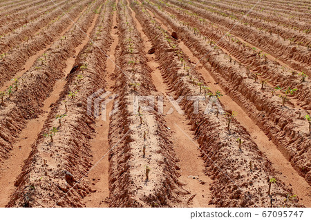 Cassava plantation in a beautiful row. 2 67095747