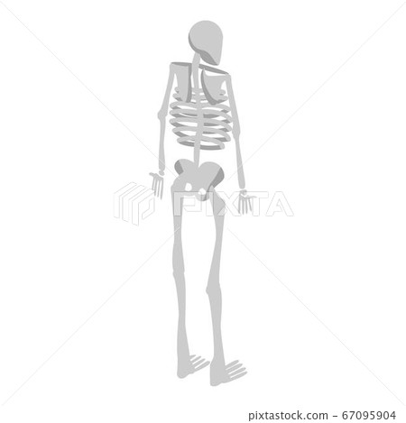 Back of human skeleton icon, isometric style Back of human skeleton icon, isometric style 67095904