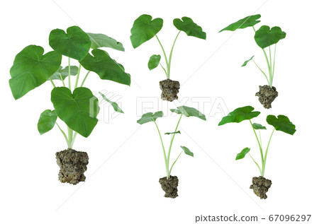 elephants ear plant 67096297