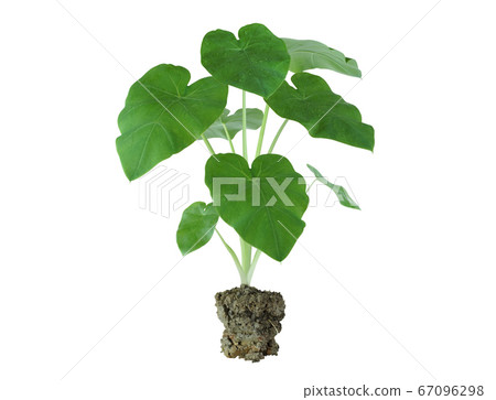 elephants ear plant 67096298