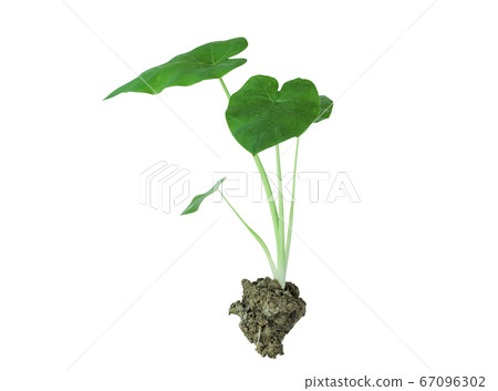 elephants ear plant elephants ear plant 67096302