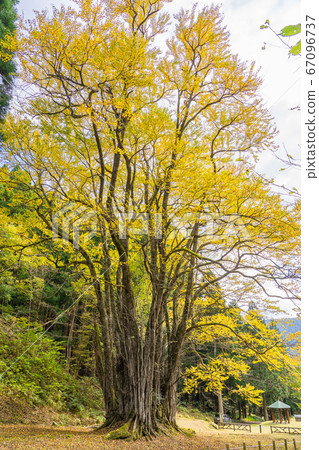 伊藤大假髮(兵庫縣朝來市和田山町)*照片在評論部分中的位置 伊藤大假髮(兵庫縣朝來市和田山町)*照片在評論部分中的位置 67096737