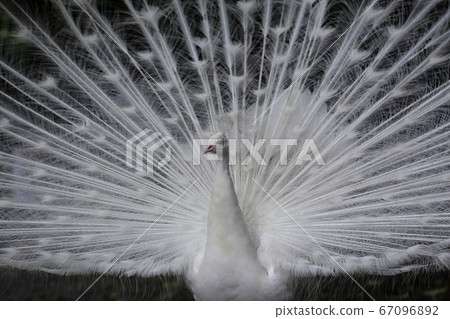 Omuta City Zoo Peacock, 67096892