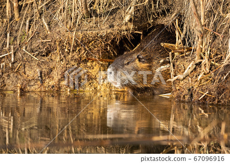 Calm nutria resting in burrow near water in summertime. 67096916