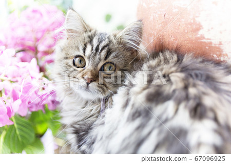 貓花 貓花 67096925