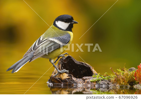 Colorful Great tit sitting on wood above weter pond. Colorful Great tit sitting on wood above weter pond. 67096926