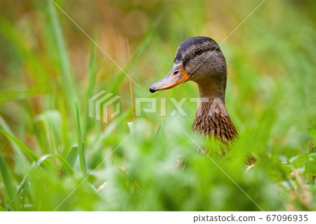 Calm mallard female watching on meadow during the summer. Calm mallard female watching on meadow during the summer. 67096935