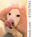柴犬白貝洛 67097041