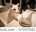 柴犬餐廳餐 67097042