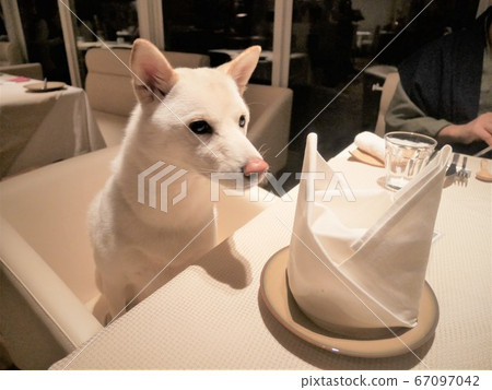 柴犬餐廳餐 柴犬餐廳餐 67097042