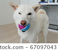 柴犬微笑球 67097043