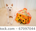 柴犬白花束向日葵 67097044