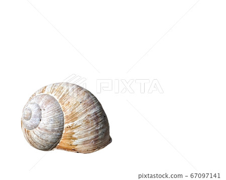 Roman Snail shell isolated on white Roman Snail shell isolated on white 67097141