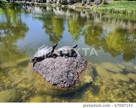 Two turtles resting together in the sun on a rock Two turtles resting together in the sun on a rock 67097143