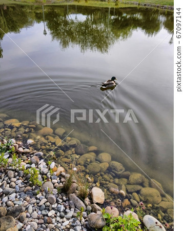 Tranquil scene of mallard duck on smooth water of a pond Tranquil scene of mallard duck on smooth water of a pond 67097144