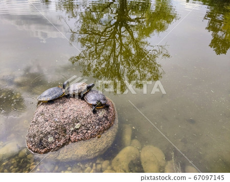 Three turtles line up together on a stone in a pond Three turtles line up together on a stone in a pond 67097145