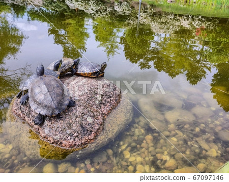 Four turtles together on a rock in a pond Four turtles together on a rock in a pond 67097146