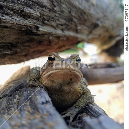 Toad Resting on Log Toad Resting on Log 67097147