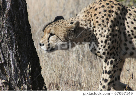 Cheetah sniffing a tree in the savannah. Cheetah sniffing a tree in the savannah. 67097149