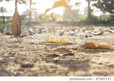 Dry autumn leaves orange and brown colors Close-up of dried leaf background in december 67097155