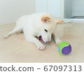 柴犬白球比賽 67097313