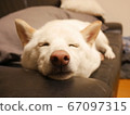 柴犬睡眠 67097315