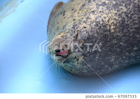 大牟田市動物園印章 67097333