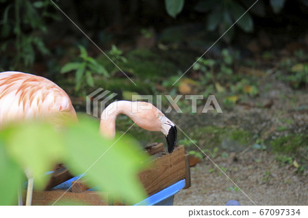 Omuta City Zoo Flamingo, Omuta City Zoo Flamingo, 67097334