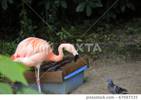 Omuta City Zoo Flamingo, Omuta City Zoo Flamingo, 67097335