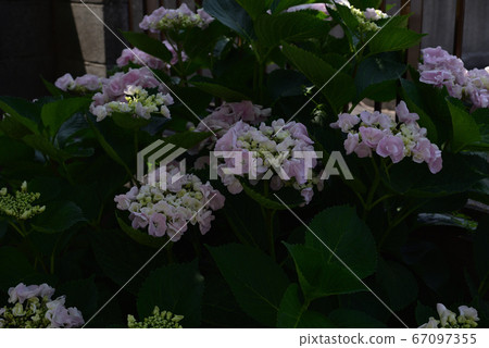 A pale pink hydrangea flower that blooms beautifully even in the shade 67097355