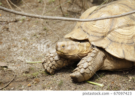 Omuta City Zoo Elephant Turtle, Omuta City Zoo Elephant Turtle, 67097423