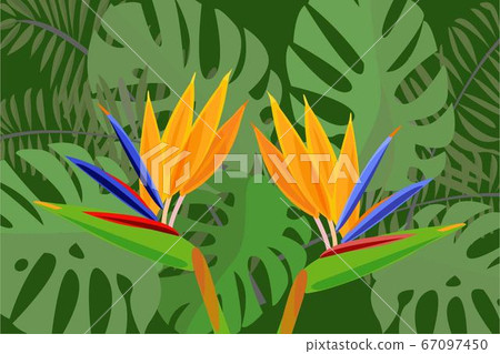 Bird of Paradise Bird of Paradise 67097450