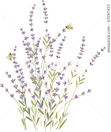 薰衣草 67097453