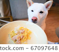 柴犬美白零食 67097648