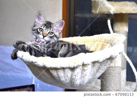 Cat looking at camera 67098113