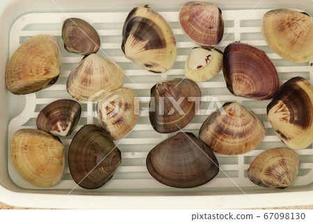 Clam, clam, sand remover, dirt remover, shell, high-class Clam, clam, sand remover, dirt remover, shell, high-class 67098130
