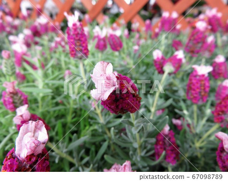 Lavender culet red 67098789